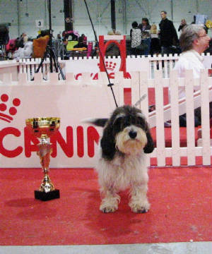 Moona's first CACIB trophy